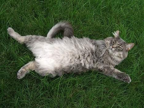 Norsk Skovkat Moby billede 13