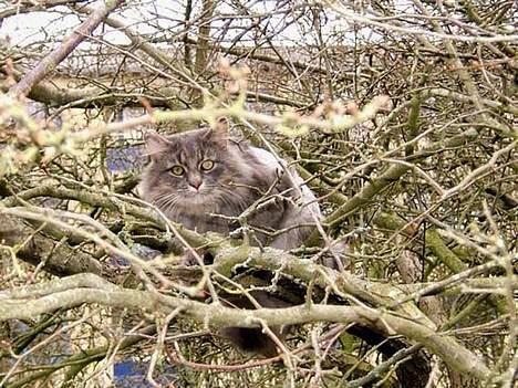 Norsk Skovkat Moby billede 14