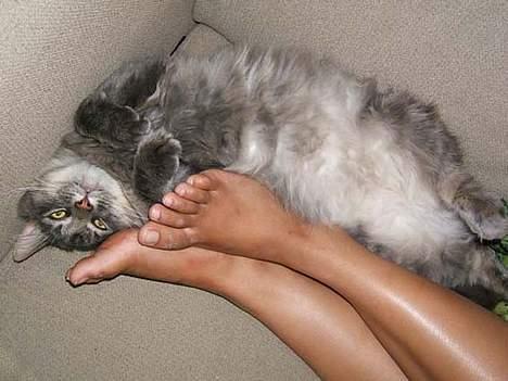 Norsk Skovkat Moby billede 15