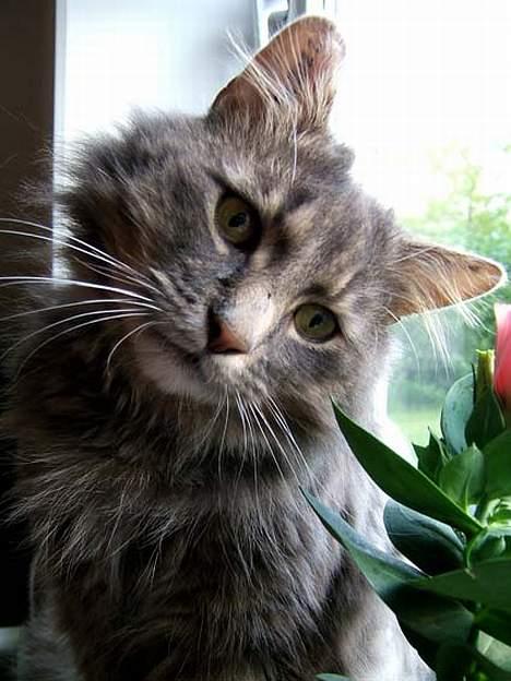 Norsk Skovkat Moby billede 16