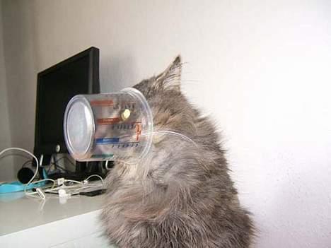 Norsk Skovkat Moby billede 17