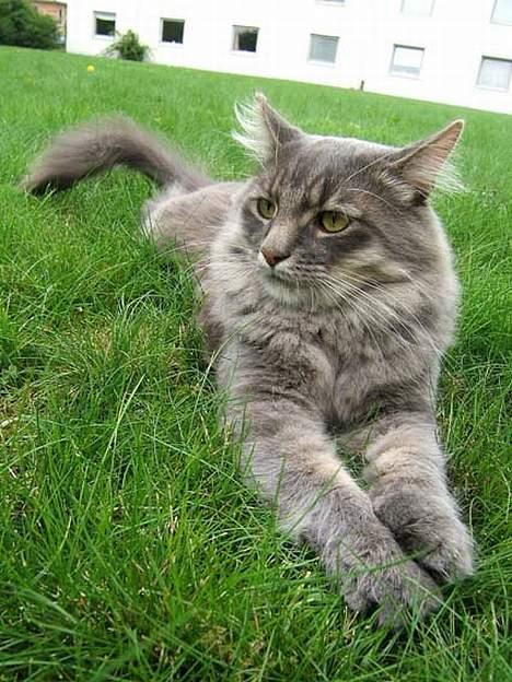 Norsk Skovkat Moby billede 18