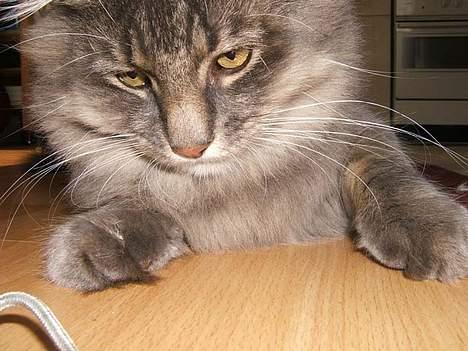 Norsk Skovkat Moby billede 19