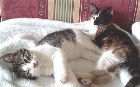 Huskat Molly - mollys killinger fra år 2003 .De har det begge kanon der hvor de bor billede 8