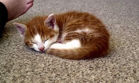 Huskat Molly - lille Victor også en fra samme kul billede 9