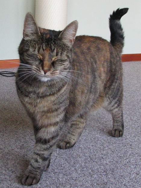 Huskat Molly billede 10