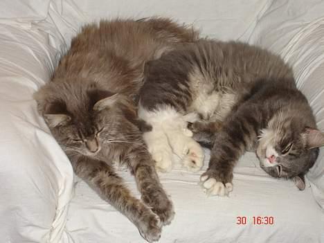 Maine Coon Anella  - Anella og Valdemar i skøn harmoni billede 2