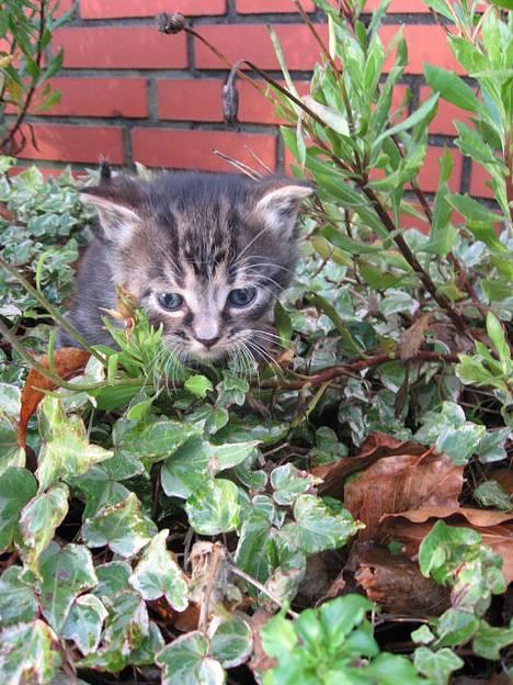 Huskat † Hegnsholt's Simba <3 † - Simba ude for først gang. Her har han allerede fundet ud af kunsten i at grave i mors blomster ! :D Geniale kat ? :b 34 dage <3 billede 14