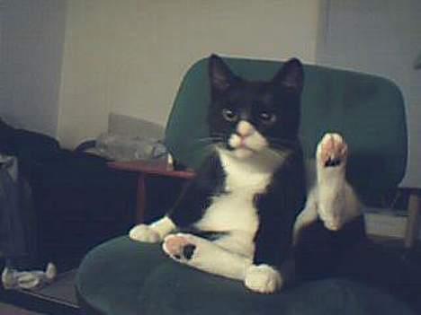 Huskat Emil billede 12