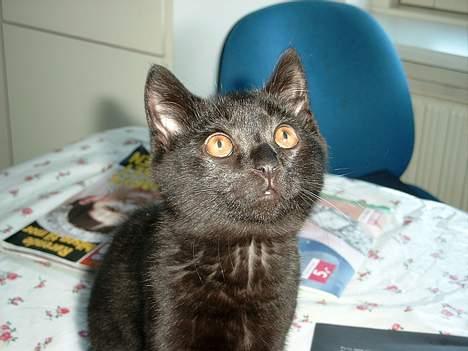 British Shorthair Amos - hvem, mig ? hvad nu ? billede 19