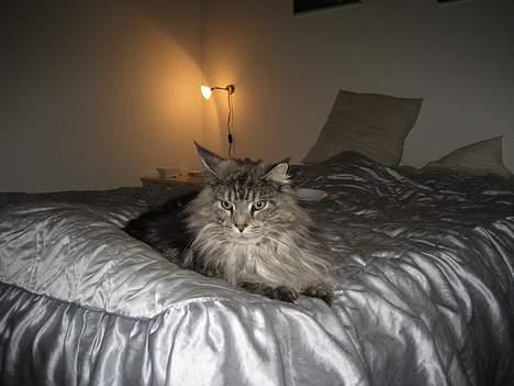 Maine Coon Zeus billede 18