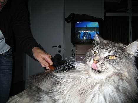 Maine Coon Zeus billede 19