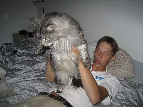 Maine Coon Zeus billede 20