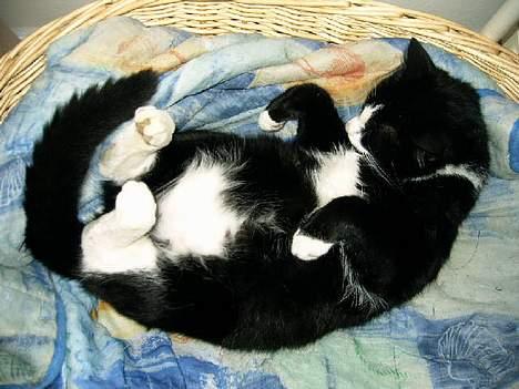 Huskat Ollie billede 14