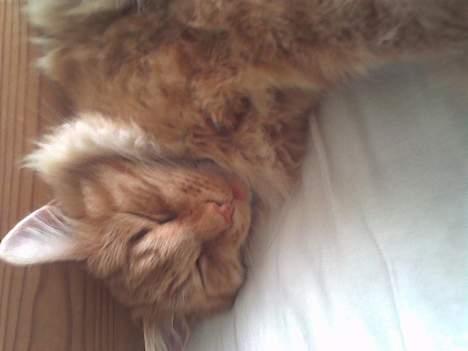 Blanding af racer Gizmo - Gizmo sover med tungen ud af munden billede 2