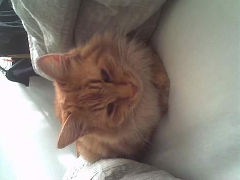 Blanding af racer Gizmo billede 3