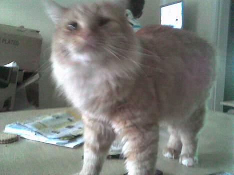 Blanding af racer Gizmo - Ups! billede 4