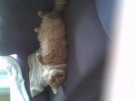 Blanding af racer Gizmo billede 5