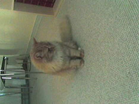 Blanding af racer Gizmo billede 6