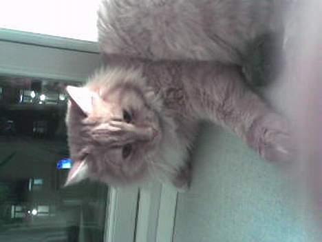 Blanding af racer Gizmo billede 7