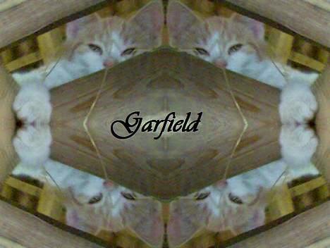 Huskat Garfield >> MIN BRORS << billede 15
