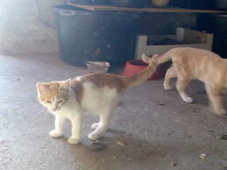 Huskat Garfield >> MIN BRORS << billede 16