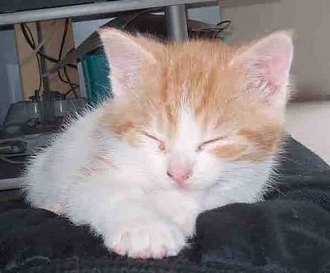 Huskat Garfield >> MIN BRORS << billede 17