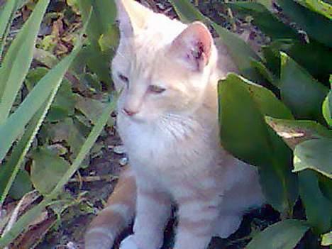 Huskat Casper <'3Miin<'3 billede 17