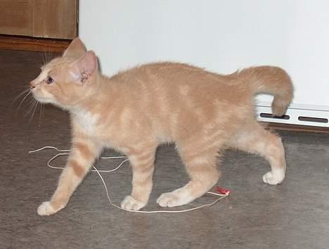 Huskat Casper <'3Miin<'3 billede 19