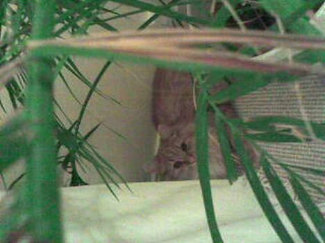 Blanding af racer Gizmo - Gizmo i junglen billede 8