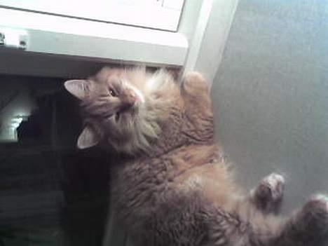 Blanding af racer Gizmo billede 9