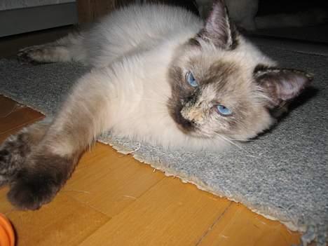 Ragdoll grau´s maja amelia - ligger lige her og ser skøn ud!!! billede 1