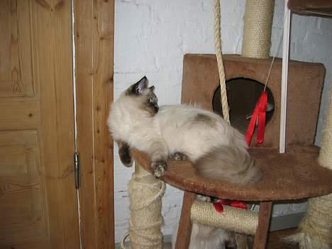 Ragdoll grau´s maja amelia - holder lige øje med min søster billede 2