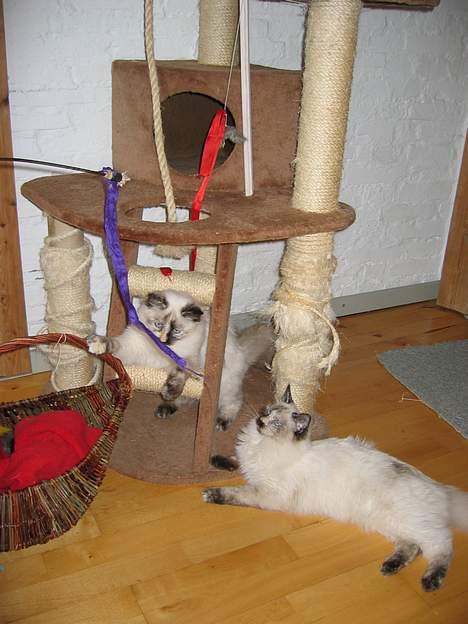 Ragdoll grau´s maja amelia - leger med min søster, rosa billede 3