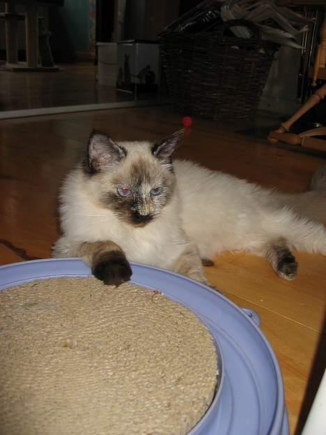 Ragdoll grau´s maja amelia billede 4
