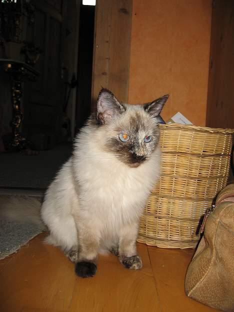 Ragdoll grau´s maja amelia billede 5
