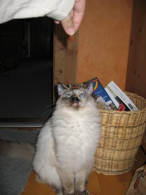 Ragdoll grau´s maja amelia - tricks...vente pænt på godbid :) billede 6