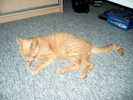 Huskat Tigger - Velkommen til Tigger´s profil :) billede 1