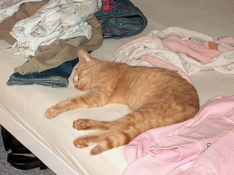 Huskat Tigger - Så er Tigger lige faldet i søvn på min seng. ;) Midt i al rodet ! billede 2