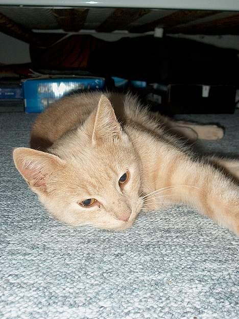 Huskat Tigger - Ligger du og kigger på mig Tigger skat? billede 3