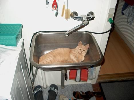 Huskat Tigger - Et af hans mange hyggesteder. :) billede 4