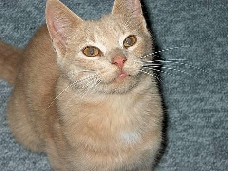 Huskat Tigger - Kønne øjne.  billede 5