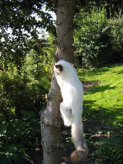 Ragdoll grau´s maja amelia - på opdagelse i haven billede 7