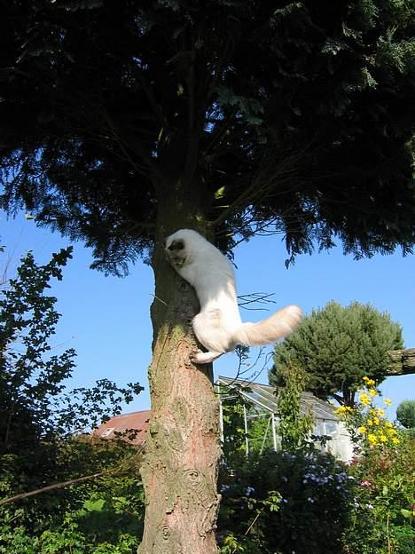 Ragdoll grau´s maja amelia billede 8