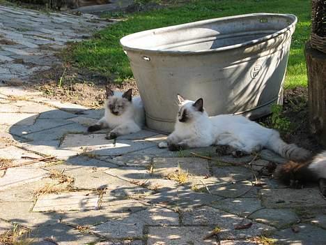 Ragdoll grau´s maja amelia - efter en dejlig opdagelsesrejse tager jeg lige en slapper med min søster rosa billede 9