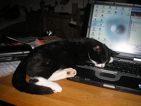 Huskat Fedtmule/Fede billede 14