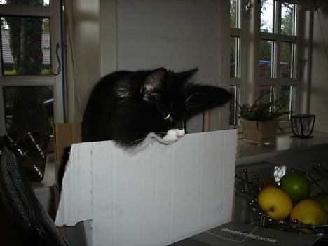 Norsk Skovkat Dizel - For lille billede 19