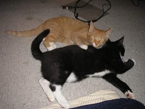 Huskat Fedtmule/Fede billede 15