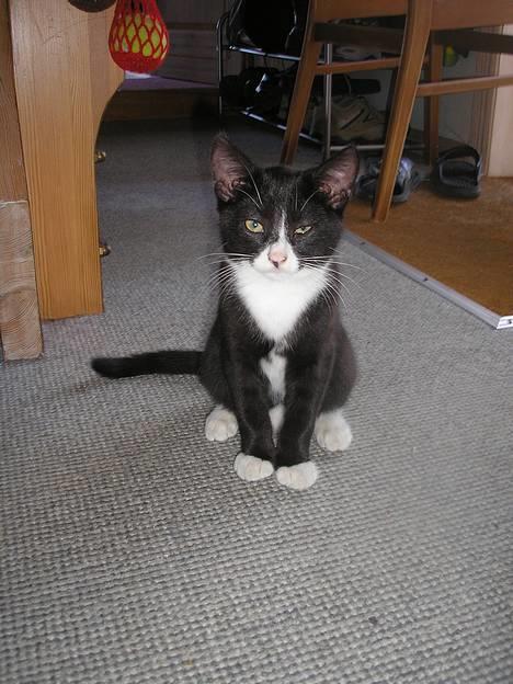 Huskat Fedtmule/Fede billede 16