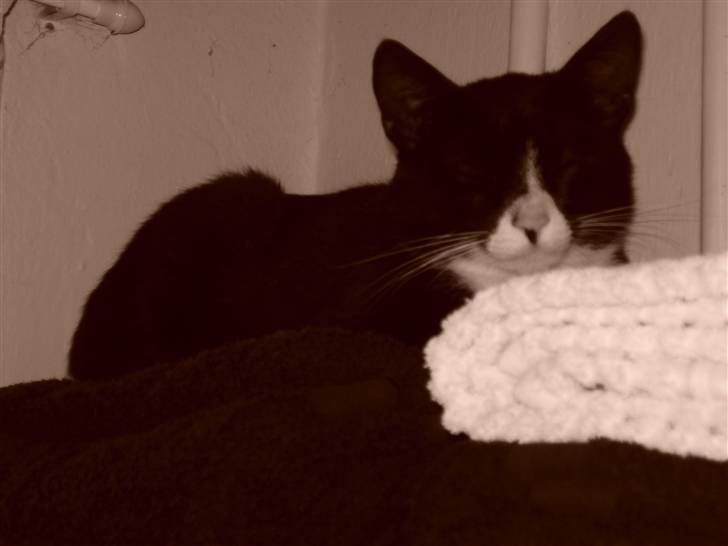 Huskat Fedtmule/Fede billede 17